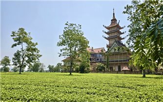 UBND tỉnh Gia Lai yêu cầu giữ nguyên hiện trạng 62 ha chè cổ thụ mang giá trị văn hóa du lịch