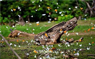 Triệu cánh bướm phủ kín Vườn quốc gia Cúc Phương, du khách chen chân săn ảnh
