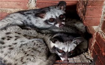 Nông dân xã miền núi nuôi chồn hương kiếm hằng trăm triệu