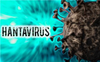 Virus Hanta là gì? Bộ Y tế cảnh báo nguy cơ lây nhiễm từ chuột