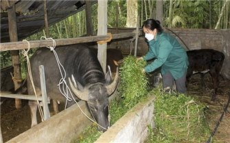 Tuyên Quang: Tín dụng chính sách 
