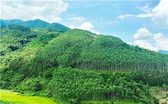 Quảng Bình đã chi trả gần 72 tỷ đồng từ trao đổi, chuyển nhượng tín chỉ carbon rừng