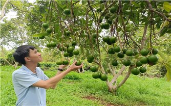 Lộc Ninh (Bình Phước): Vốn tín dụng chính sách tiếp sức cho hộ sản xuất, kinh doanh tại vùng khó khăn