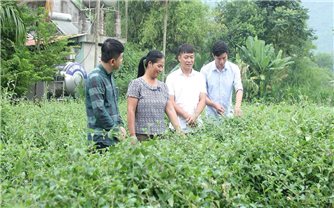 Liên kết sản xuất – chìa khoá thoát nghèo ở Sơn Dương