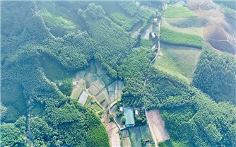 Khơi dậy tiềm năng dược liệu, tạo sinh kế bền vững cho đồng bào miền núi