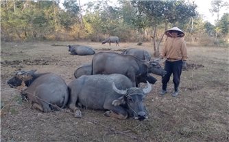 Giữ mạch nguồn tín dụng chính sách phủ kín vùng đất khó