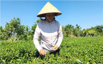 Cây Chè “bước đệm” xóa đói giảm nghèo cho đồng bào DTTS ở Quảng Ninh