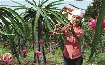 Phú Thọ chương trình OCOP nâng tầm giá trị nông sản địa phương