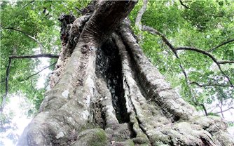 Cây thị hơn 700 năm tuổi ở Hà Tĩnh được công nhận là Cây Di sản Việt Nam