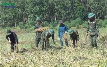 "Áo xanh" trên những cánh đồng lúa vàng