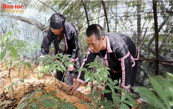 Trồng sâm trên đỉnh mây ngàn