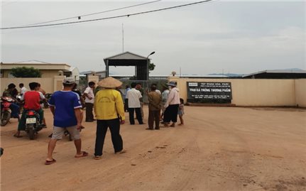 Phú Thọ: Người dân khốn khổ vì trại gà gây ô nhiễm