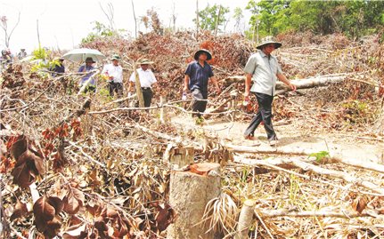 Quản lý, bảo vệ rừng ở Phú Yên: Nhiều bất cập cần xử lý dứt điểm