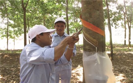 Lai Châu: Người dân có thu nhập ổn định từ cây cao su