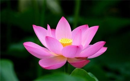 Lời cảm ơn
