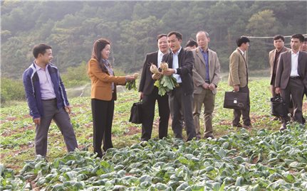 Cao Lộc (Lạng Sơn): Xây dựng nhãn hiệu cho rau, củ quả sạch