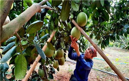Bắc Giang: Chuyển đổi cơ cấu cây trồng đúng hướng làm giàu cho nông dân