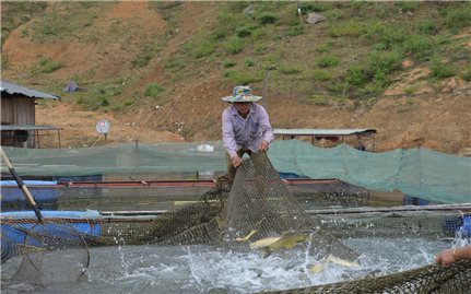 Sơn La: HTX nuôi trồng thủy sản giúp người dân vươn lên làm giàu