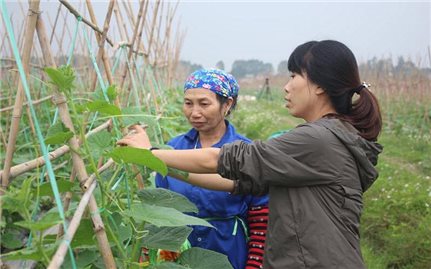 Hợp tác xã Rau sạch Yên Dũng: Giá trị sản xuất nông nghiệp tăng nhờ đi đầu ứng dụng công nghệ cao