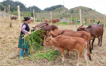Tông Cọ (Sơn La): Nông dân nuôi bò vỗ béo mang lại hiệu quả kinh tế cao