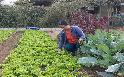 Điện Biên: Sản xuất nông sản sạch, hướng tới nền nông nghiệp bền vững
