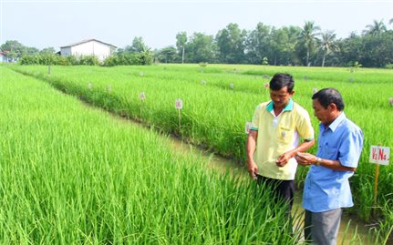 Long An: Tập trung sản xuất lúa chất lượng cao