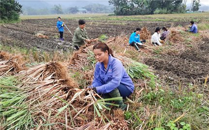 Lục Yên (Yên Bái): Hỗ trợ mô hình trồng cây sả chanh “sả Java”