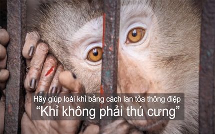 Ra mắt phim ngắn bảo vệ khỉ khỏi nuôi nhốt trái phép
