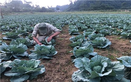 HTX Dịch vụ nông nghiệp Khâu Tinh: Giúp thành viên thoát nghèo nhờ trồng rau trái vụ