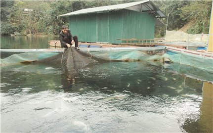 Để người dân tái định cư “lạc nghiệp”