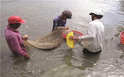 Cà Mau: Giải pháp để thanh niên gắn bó với quê hương