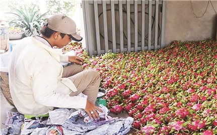 Ngành Nông nghiệp ĐBSCL: Kịch bản nào để ứng phó khi có dịch bệnh