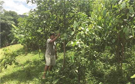 Lào Cai: Hiệu quả trồng rừng sau đầu tư