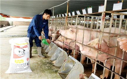 Bộ Nông nghiệp và Phát triển nông thôn: Bảo đảm nguồn cung và kiểm soát giá thịt lợn