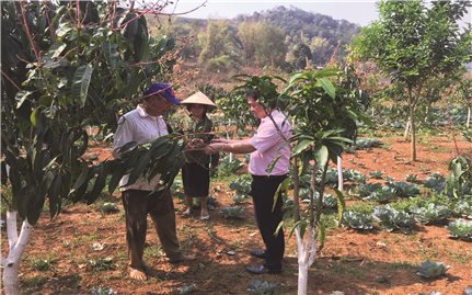 Huyện Mai Sơn (Sơn La): Cán bộ tín dụng chính sách tận tâm vì người nghèo