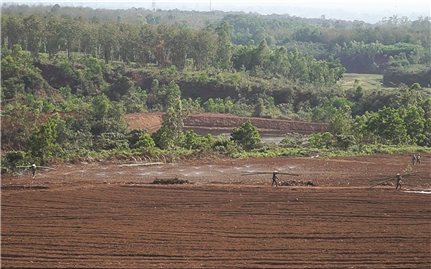 Dự án khu du lịch sinh thái ở Vĩnh Linh: Vội vã phá rừng để thi công vì sợ bị thu hồi?