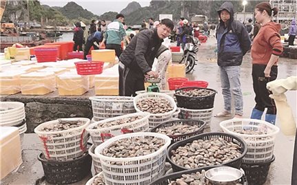 Thủy hải sản ở Vân Đồn: Đứng trước nguy cơ cần giải cứu