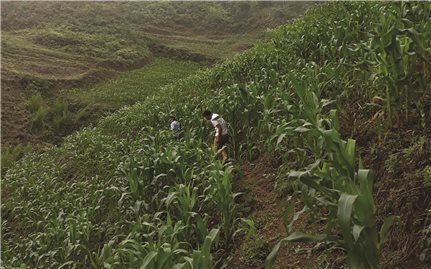 Sản xuất nông nghiệp theo hướng hàng hóa ở Quang Bình (Hà Giang): Hiệu quả thấy rõ