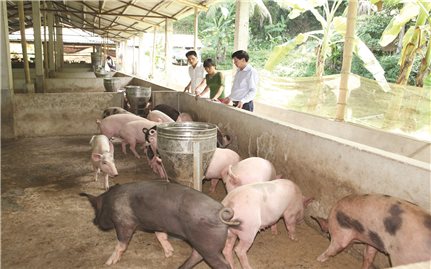 Thanh Hóa: Đẩy nhanh tái đàn lợn có kiểm soát
