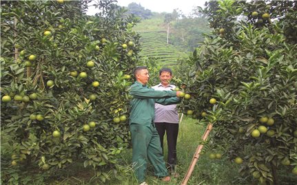 Hà Giang: Những nhà nông sản xuất, kinh doanh giỏi