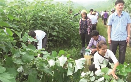 Thanh Hóa: Cần tăng cường vận động nông dân ứng dụng KHKT