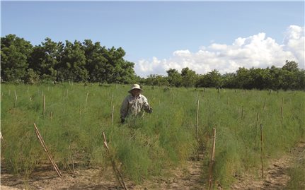 Ứng dụng công nghệ Israel để trồng măng tây xanh: Đánh thức tiềm năng vùng đất khô hạn