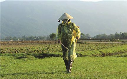 Thừa Thiên - Huế: Báo động nông dân lạm dụng các loại thuốc diệt cỏ