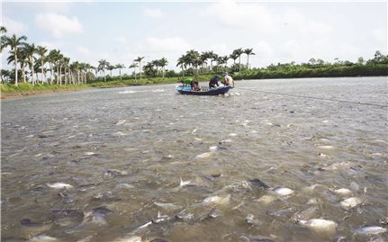 Đồng bằng sông Cửu Long: Tìm giải pháp phục hồi ngành cá tra