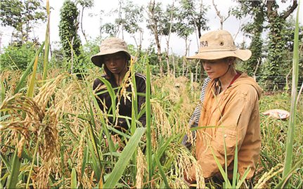 Giảm nghèo bền vững - Nhìn lại một chặng đường: Hạn chế trong đánh giá chỉ số việc làm ( Bài 3 )