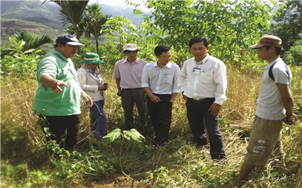 Dự án trồng rừng gỗ lớn ở Quảng Ngãi: Vì sao khó đạt như kỳ vọng