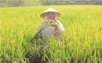 Khi đảng viên phát huy vai trò, trách nhiệm