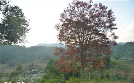 Mạy Coong, cây nông vụ của người Tày Bắc Hà
