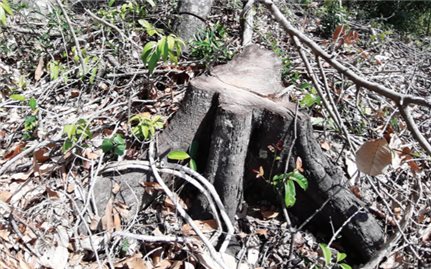 Khánh Vĩnh: Cần xử lý dứt điểm tình trạng lấn chiếm đất rừng