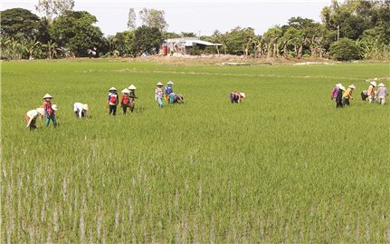 Xuất khẩu gạo thơm sang thị trường châu Âu (EU): Cơ hội khẳng định vị thế gạo Việt